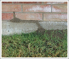 Insects Entering Home